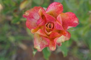 hermosa rosa roja en el árbol tráela a tu amante el día de san valentín. foto