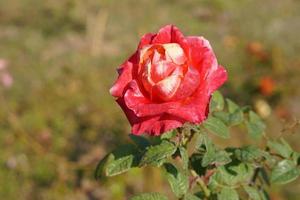 beautiful red rose on the tree Bring it to your lover on Valentine's Day. photo