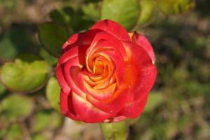 beautiful red rose on the tree Bring it to your lover on Valentine's Day. photo