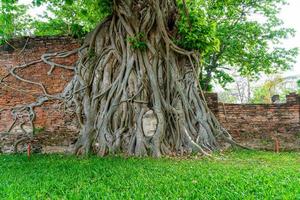 estatua de la cabeza de buda atrapada en las raíces del árbol bodhi en wat mahathat foto