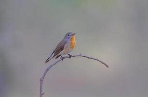 Red-breasted Flycatcher Standing on a small branch against a beautiful soft background. photo
