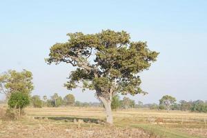 big tree in the field photo