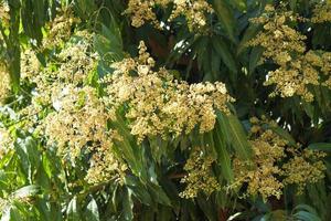 Many mango blossoms background on the tree photo