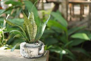 plantas decorativas verdes colocadas en la mesa de café. foto