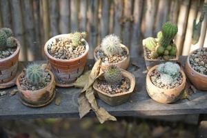 cactus en una olla vieja en un café foto