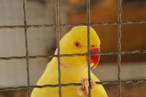 Colorful parrot caged in a cage photo