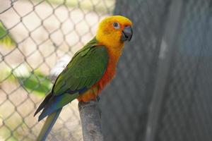 Colorful parrot caged in a cage photo