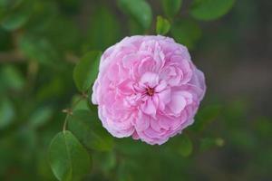 beautiful pink rose on the tree Give your lover on Valentine's Day. photo