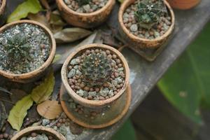 Cactus in an old pot in a cafe photo