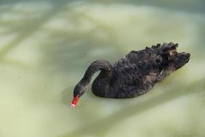 The geese float in the river looking for food. photo
