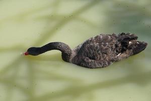 The geese float in the river looking for food. photo