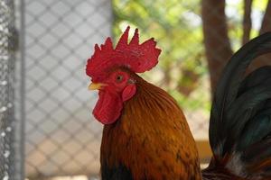 Beautiful, colorful chicken with colorful feathers. photo