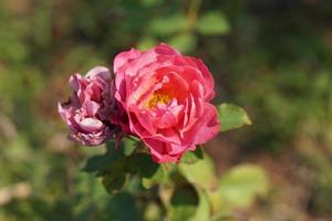 beautiful red rose on the tree Bring it to your lover on Valentine's Day. photo