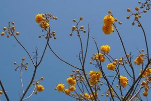 supannika flower blue sky background photo