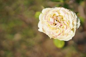 hermosa rosa blanca en el árbol dale a tu amante el día de san valentín. foto