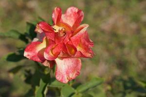 beautiful red rose on the tree Bring it to your lover on Valentine's Day. photo