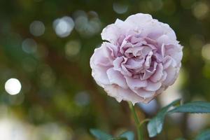 beautiful pink rose on the tree Give your lover on Valentine's Day. photo