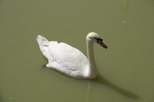 The geese float in the river looking for food. photo