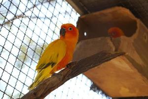 Colorful parrot caged in a cage photo