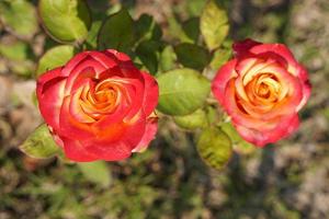 beautiful red rose on the tree Bring it to your lover on Valentine's Day. photo