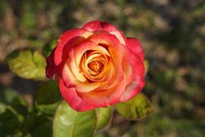 beautiful red rose on the tree Bring it to your lover on Valentine's Day. photo