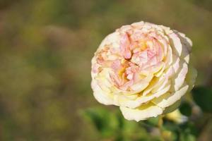 beautiful white rose on the tree Give your lover on Valentine's Day. photo