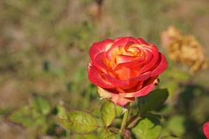 beautiful red rose on the tree Bring it to your lover on Valentine's Day. photo