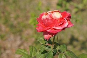 beautiful red rose on the tree Bring it to your lover on Valentine's Day. photo