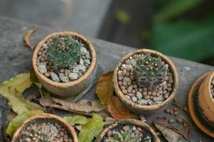 Cactus in an old pot in a cafe photo