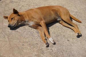 Brown stray dog on the streets of the city photo