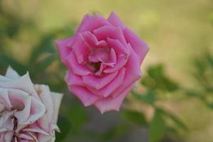 beautiful pink rose on the tree Give your lover on Valentine's Day. photo