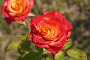 beautiful red rose on the tree Bring it to your lover on Valentine's Day. photo