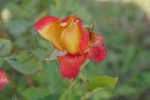 hermosa rosa roja en el árbol tráela a tu amante el día de san valentín. foto