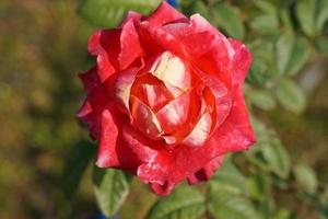 beautiful red rose on the tree Bring it to your lover on Valentine's Day. photo