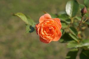 Beautiful orange rose on the tree Give your lover on Valentine's Day. photo