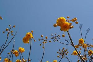 supannika flower blue sky background photo