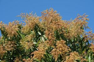 Many mango blossoms background on the tree photo