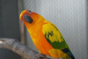 Colorful parrot caged in a cage photo