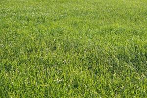 background of green rice in the field photo