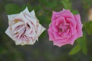 beautiful pink rose on the tree Give your lover on Valentine's Day. photo