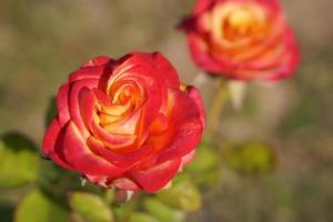 beautiful red rose on the tree Bring it to your lover on Valentine's Day. photo