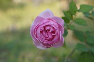 beautiful pink rose on the tree Give your lover on Valentine's Day. photo