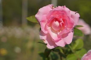 beautiful pink rose on the tree Give your lover on Valentine's Day. photo