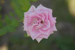 hermosa rosa rosa en el árbol dale a tu amante el día de san valentín. foto