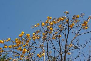 supannika flower blue sky background photo