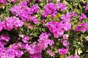 pink and white bougainvillea background photo