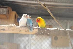 Colorful parrot caged in a cage photo