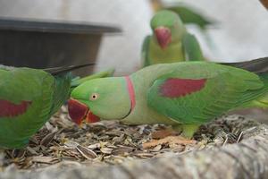 Colorful parrots in the park photo