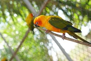 Colorful parrots in the park photo