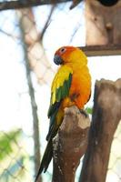 Colorful parrots in the park photo